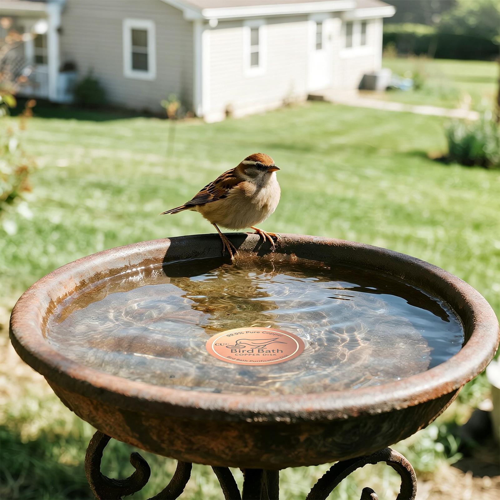 Bird Bath Copper Disk 0.6mm Th - Farming A ulasan dan harga