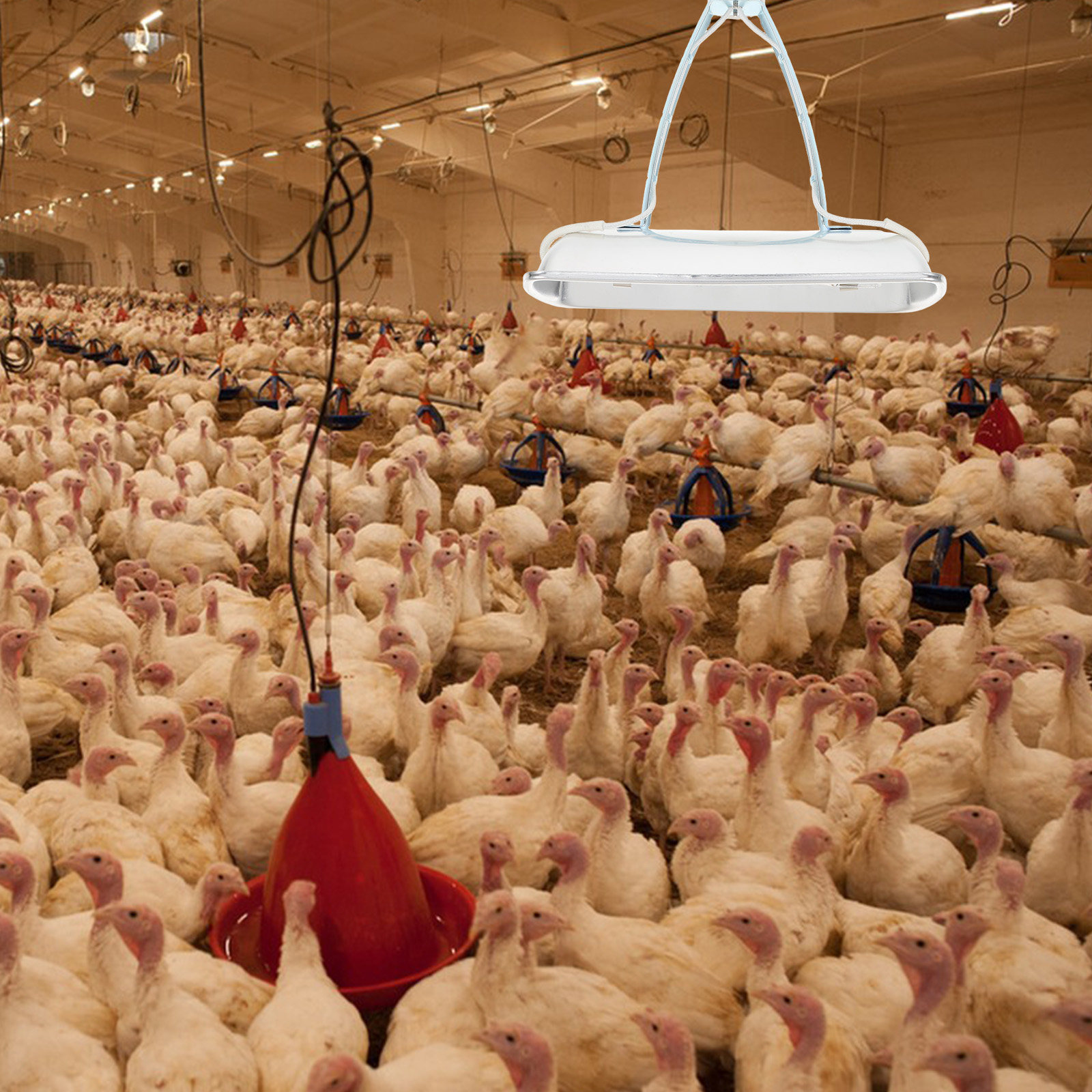 Pig Farm Heat Lamp E27 Bulb Fo - Farming A ulasan dan harga